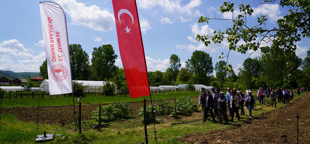 ​Bartın'ımızda İlk Kuşkonmaz Hasadını Sayın Valimiz ve Kıymetli Konuklarımızın Katılımlarıyla Gerçekleştirdik